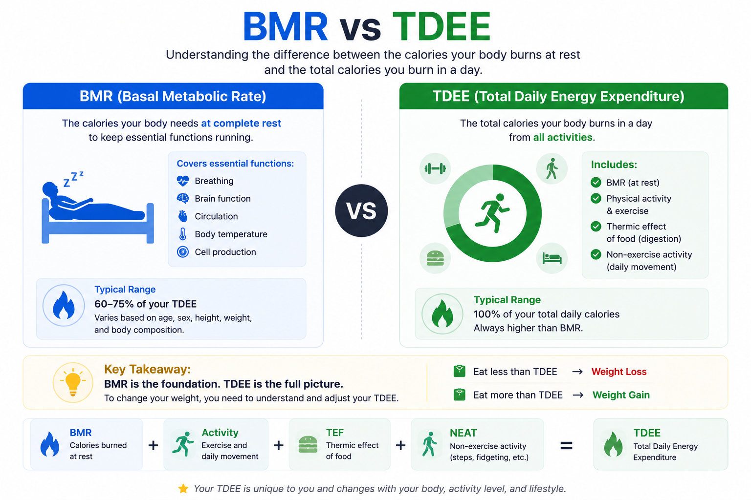 BMR versus TDEE comparison showing resting calories and total daily calorie burn.