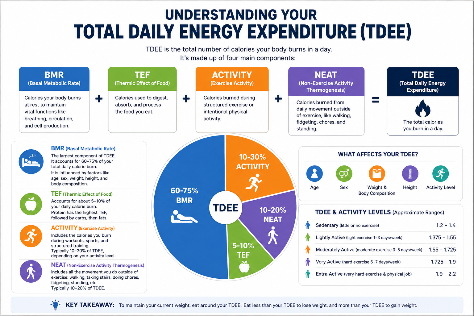 Infographic explaining Total Daily Energy Expenditure (TDEE), including Basal Metabolic Rate (BMR), Thermic Effect of Food (TEF), physical activity, NEAT, and activity multipliers.